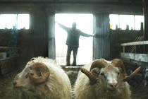 EXCLUSIVITÉ: Le film islandais Rams, sélectionné à Un Certain Regard, dévoile son affiche