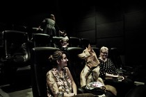 Norway opens first dog cinema in Oslo