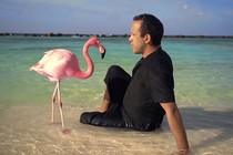 The Mystery of the Pink Flamingo