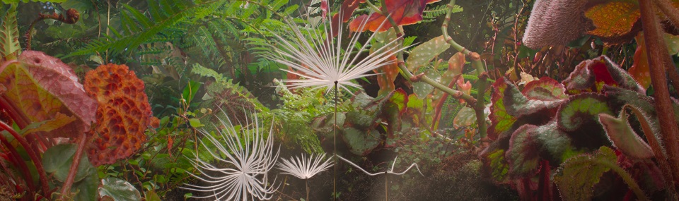 Dandelion's Odyssey (2025)