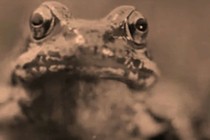 Crítica: Dal pianeta degli umani