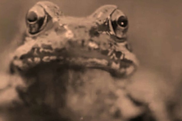 Crítica: Dal pianeta degli umani
